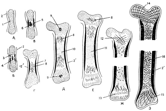 . 52.     .  -       (1), 2 - .  -        (3),          ,   (4).  -           (5),           (6).  -  (7)   (5)      , 2' - .  -             (10),      ,   (9), 2' - .  -    .  -         (12);     (13)       . 3 -      (14),         -    (15),      ,       (16)