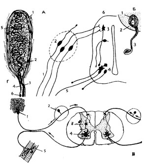 . 60.  -   : 1 -   ,  .      (6)      (        ); 2 -  ; 3 -         ; 4 -   ; 5 -    .  -  . 1 - ; 2 -  ; 3 -  .  -   : 1 -       ; 2 -      ; 3 -        ; 4 - ,        ; 5 -        .  -    ( )      ( . . ): 1 -  ; 2 -  ; 3 -   ; 4 -    ; 5 -    ; 6 -    