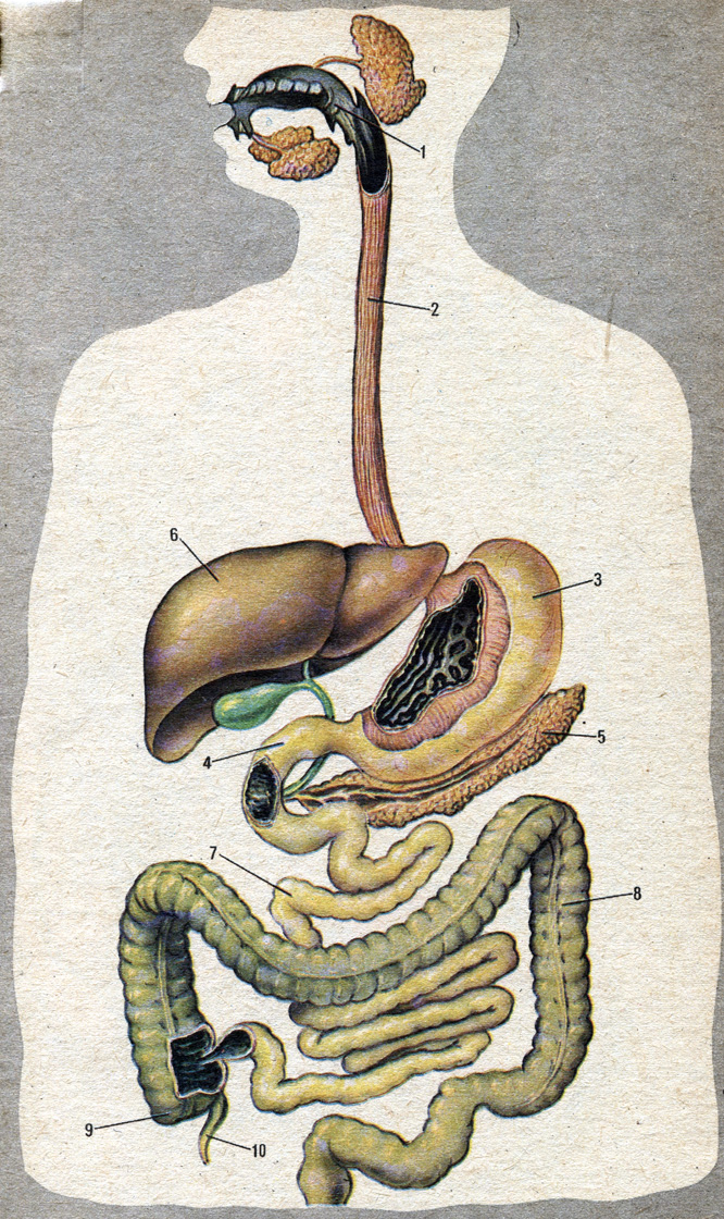  IV