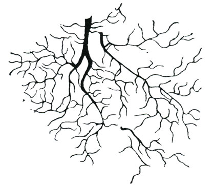 . 9.   m. glutaeus maximus 