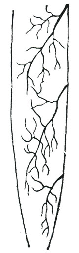 . 10.  m. gracilis 