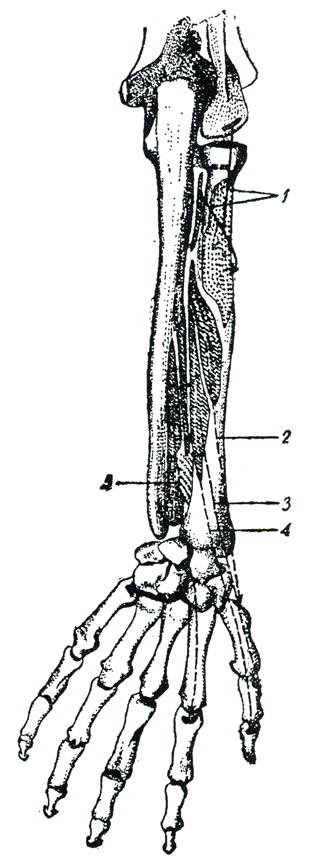 . 44.      ()   ( ). (.) 1 -     , 2 -     , 3 -    , 4 -    , 5 -   II 