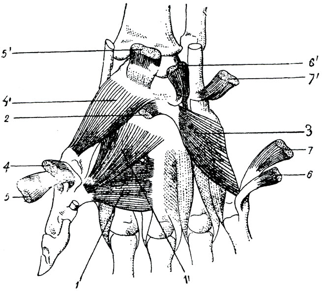 . 52.     . 1 -        -   (1)   (1'), 2 -    , 3 -  V  , 4  4' -      , 5  5' -        , 6  6' -      V , 7  7' -     V  