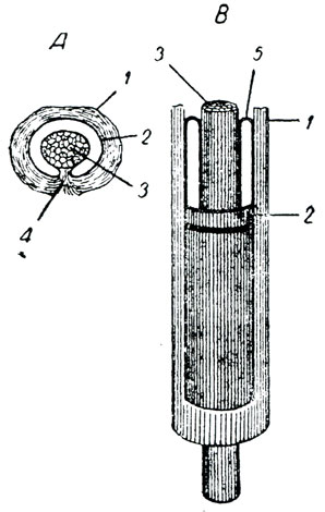. 56.     . (). . 1 -  , 2 -  , 3 - , 4 -    (mesotenon),      . . 1 -  , 2 -  , 3 -  , 4 -      
