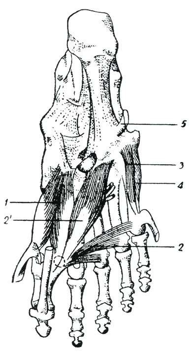 . 75.   . (.) 1 -    , 2 -      , 2' -      , 3 -   V , 4 -  V  , 5 -     -       