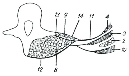 . 98. - . (  .) 2 -      , 3 -    , 4 -   , 8 -    , 9 -   , 10 -   , 11 -    , 12 - - - , 13 -    (- ), 14 -  ,      