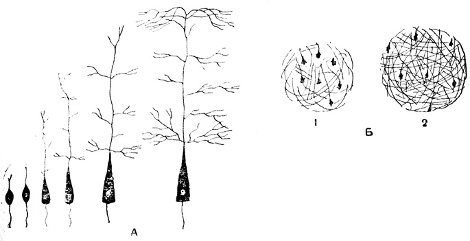 . 31.  :  -         ;  -        (1),    (2)
