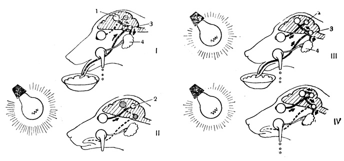 . 32.    (   ): I -  ; II -   ,  ;    -  (1)   (2); 3 -     ; 4 -  