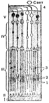 . 51.   . I -      ; II -   ; III -    ; IV  V -     ,        ; 1 - ; 2 - ; 3 -    ; 4 -  
