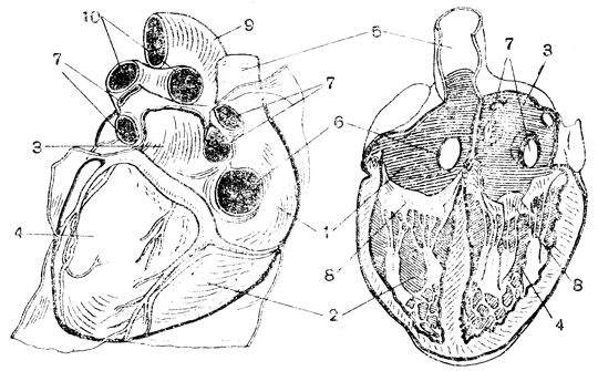 . 59.  .  -   ;  -    ( ); 1 -  ; 2 -  ; 3 -  ; 4 -  ; 5 -   ; 6 -    ; 7 -  ; 8 -     ; 9 - ; 10 -     