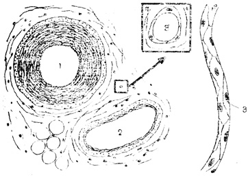 . 63.   (1),  (2),  (3)