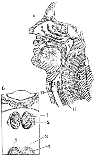 . 68.   :  -  : 1, 2, 3 -  ; 4 -  ; 5 - ; 6 -  ; 7 -  ; 8 - ; 9 - ; 10 - ; 11 - ;  -   ( ,   ): 1 -  ; 2 -  ,     ; 3 - ; 4 -    ; 5 -  