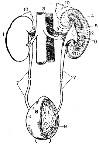 . 87.  : 1 -   ( ); 2 -   ( ); 3 -  ; 4 -   ; 5 -   ; 6 -  ; 7 - ; 8 -  ,    ,      (9); 10 - 
