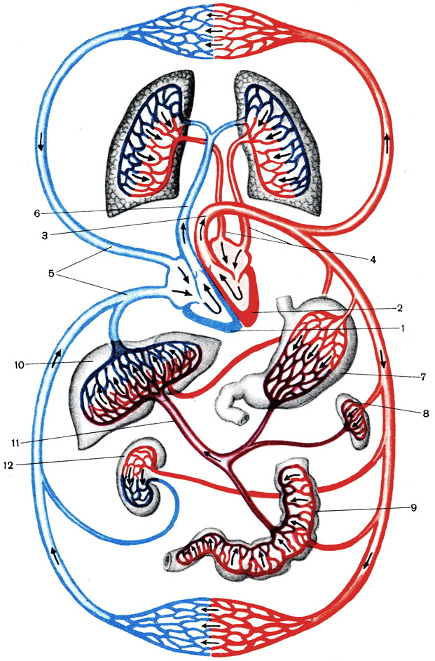  XII.  :    ,     ,  -    ,  -   : 1 -   ; 2 -   ; 3 - ; 4 -  ; 5 -     ; 6 -  ; 7 - ; 8 - ; 9 - ; 10 - ; 11 -  ; 12 - 