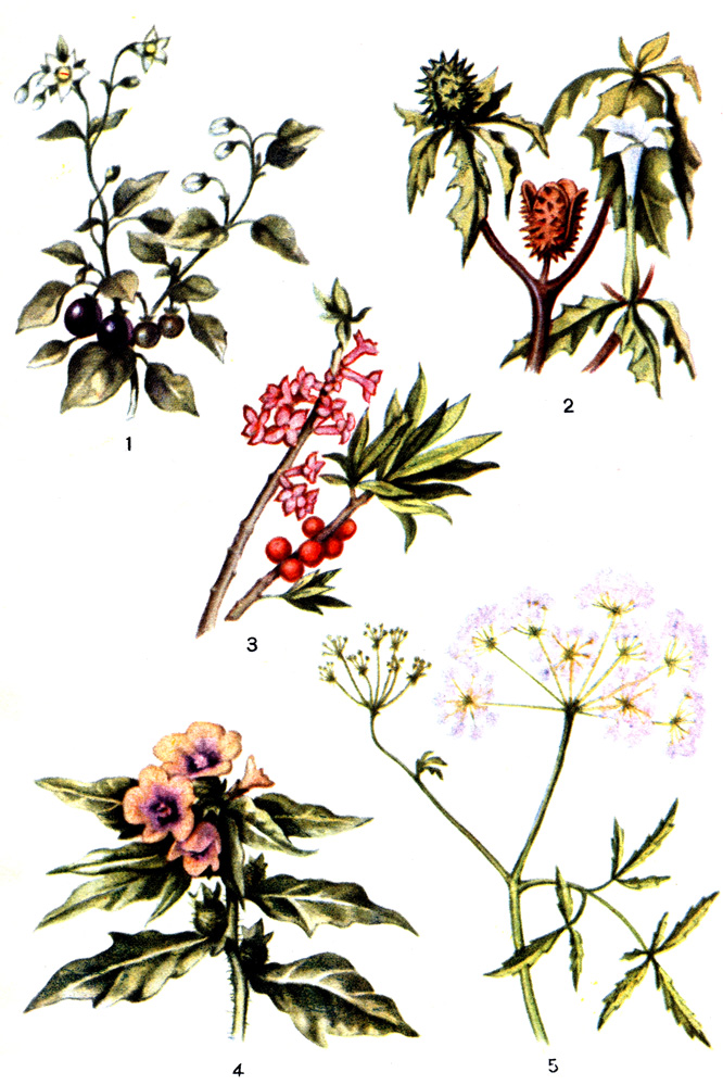  XV.  : 1 - ; 2 - ; 3 -  ; 4 - ; 5 -  