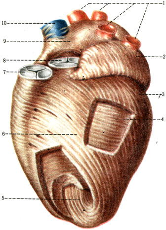    ( . . ). 1  vv. pulmonales; 2  auricula sinistra; 3      ; 4    ; 5    ; 6  sulcus interventricularis anterior; 7  valva trunci pulmonalis; 8  valva aortae; 9  atrium dextrum; 10  v. cava superior [1978    -    II]