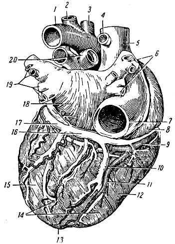  ( ). 1   ; 2    ; 3     ; 4   ; 5    ; 6    ; 7    ; 8   ; 9    ; 10    ; 11      ; 12   ; 13   ; 14    ; 15   ; 1617      ( ); 18   ; 19    ; 20     [1959    -  ]