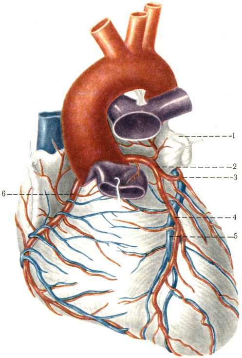     ( ). 1  auricula sinistra; 2  a. coronaria sinistra; 3  r. circumflexus a. coronariae sinistrae; 4  r. interventricularis anterior; 5  v. cordis anterior; 6  a. coronaria dextra [1978    -    II]