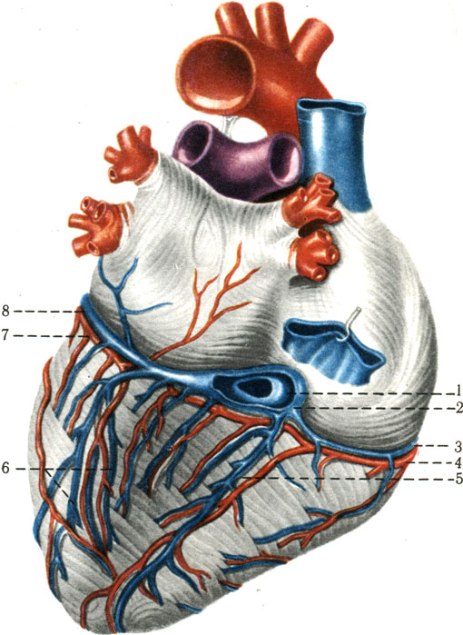     ( ). 1  valvula sinus coronarii; 2  sinus coronarius cordis;   v. cordis parva; 4  a. coronaria dextra; 5  v. cordis media; 6  v. posterior ventriculi sinistri; 7  v. cordis magna; 8  r. cicumflexus a. coronariae sinistrae [1978    -    II]