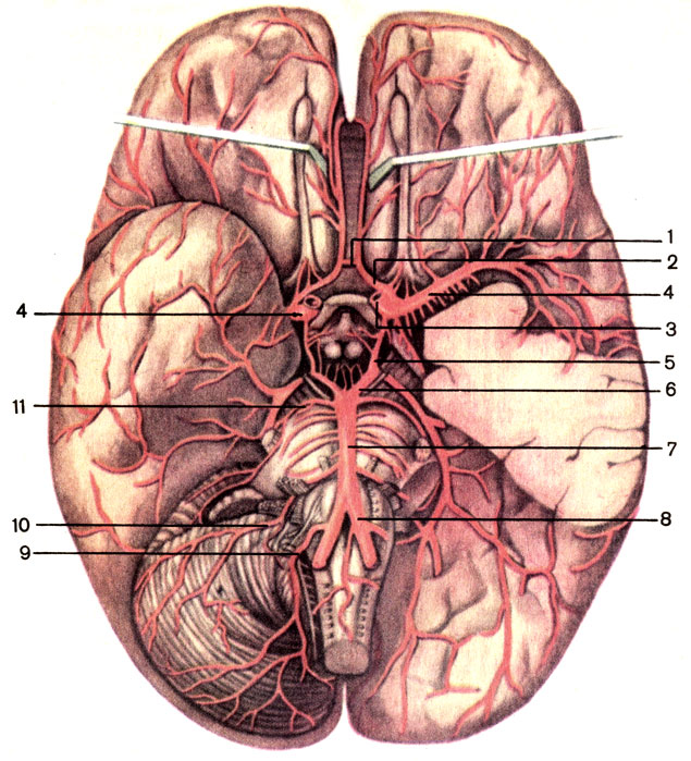  . 1     (a. communicans anterior); 2     (a. cerebri anterior); 3     (a. carotis interna); 4     (a. cerebri media); 5     (a. communicans posterior); 6     (a. cerebri posterior); 7    (a. basilaris); 8    (a. vertebralis); 9      (a. inferior posterior cerebelli); 10      (a. inferior anterior cerebelli); 11     (a. superior cerebelli) [1989       -    ]