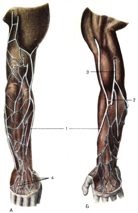   , .  -  ;  -  ; 1 -     (v. cephalica); 2 -    (v. intermedia cubiti); 3 -     (v. basilica); 4 -     (rete venosum dorsale manus) [1989       -    ]