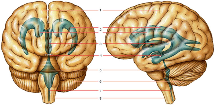 .  . 1.    .  2.  .  3.  .  4.   . 5.  .  6. .  7.      .  8.   [: DeeUnglaubSilverthorn, Ph.D. Human Physiology. URL: http://cwx.prenhall.com/bookbind/pubbooks/silverthorn2]