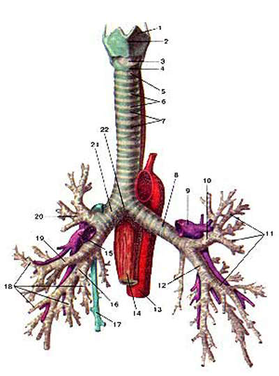  (trachea)   (bronhi).  . 1 -  ; 2 -  ; 3 - - ; 4 -  ; 5 - - ; 6 -   ; 7 -  ; 8 -   ; 9 -   ; 10 -    ; 11 -  ; 12 -    ; 13 - ; 14 - ; 15 -   ; 16 -    ; 17 -  ; 18 -  ; 19 -    ; 20 -    ; 21 -   ; 22 -  . : http://www.farmakosha.com/anatomiya/atlas/vnutrennie-organi-/dihatelnaya-sistema.html