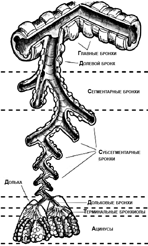 . : http://www.medmoon.ru/assets/images/bolezni/09_05_11/7/image003.jpg