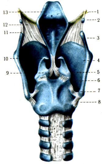    . 1 -     (cornu majus ossis hyoidei); 2 -   (cartilago triticea); 3 -   (cornu superius); 4 -   (lamina dextra); 5 -   (cartilago arytenoidea); 6 -    (lig. cricoarytenoideum posterius); 7 -    (lig. ceratocricoideum posterius); 8 -    (lig. ceratocricoideum laterale); 9 -   (lig. vocale); 10 -   (cartilagocorniculata); 11 -   -  (lig. thyrohyoideum); 12 -   (membrana thyrohyoidea); 13 -  (epiglottis) [1978    -    1]