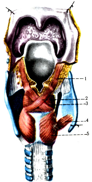   . 1 - - (m. aryepiglotticus); 2 -    (m. arytenoideus obliquus); 3 -    (m. arytenoideus transversus); 4 -   (m. cricothyroideus); 5 -    (m. cricoarytenoideus posterior) [1978    -    1]