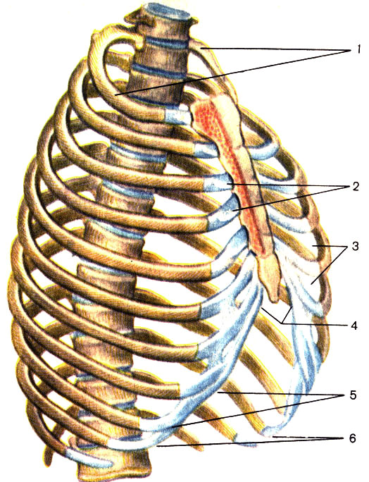  . 1      (apertura thoracis superior); 2  -  (articulationes sternocostales); 3   (spatium intercostale); 4    (angulus infrasternalis); 5    (arcus costalis); 6      (apertura thoracis inferior) [1989       -    ]