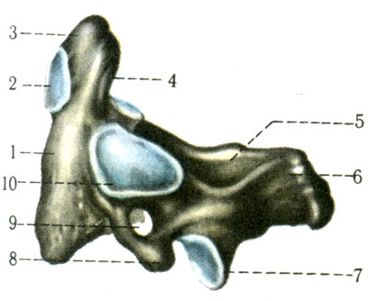   (II). 1 -   (corpus vertebrae); 2 -    (fades articularis anterior); 3 -  (dens); 4 -    (fades articularis posterior); 5 -    (lamina arcus vertebrae); 6 -   (processus spinosus); 7 -    (processus articularis inferior); 8 -   (processus transversus); 9 -   (foramen transversarium); 10 -    (fades articularis superior) [1978    -    1]