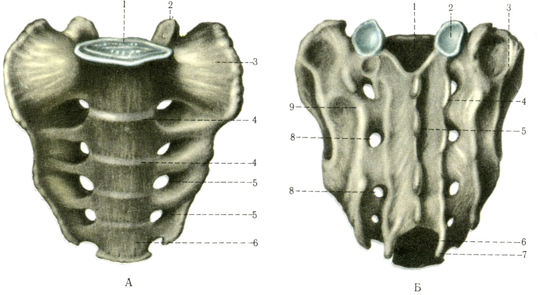 .  -  : 1 -   (basis ossis sacri); 2 -    (processus articularis superior); 3 -   (pars lateralis); 4 -   (lineae transversae); 5 -    (foramina sacralia pelvina); 6 -   (apex ossis sacri).  -  : 1 -   (canalis sacralis); 2 -    (processus articularis superior); 3 -   (tuberositas sacralis); 4 -    (crista sacralis intermedia); 5 -    (crista sacralis mediana); 6 -   (hiatus sacralis); 7 -   (cornu sacrale); 8 -    (foramina sacralia dorsalia); 9 -    (crista sacralis lateralis) [1978    -    1]