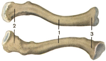 ,  ( , ): 1    (corpus claviculae); 2    (extremitas acromialis); 3    (extremitas sternalis) [1989       -    ]