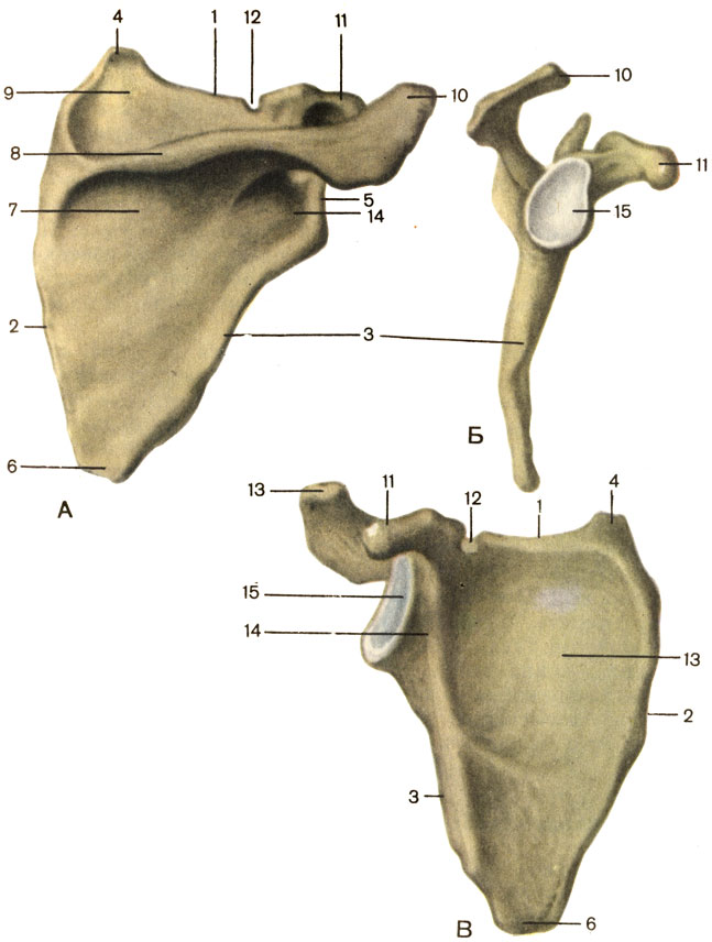 , .    ;    ;    ; 1    (margo superior); 2    (margo medialis); 3    (margo lateralis); 4    (angulus superior); 5    (angulus lateralis); 6    (angulus inferior); 7    (fossa infraspinata); 8    (spina scapulae); 9    (fossa supraspinata); 10   (acromion); 11    (processus coracoideus); 12    (incisura scapulae); 13    (fossa subscapularis); 14    (collum scapulae); 15    (cavitas glenoidalis) [1989       -    ]