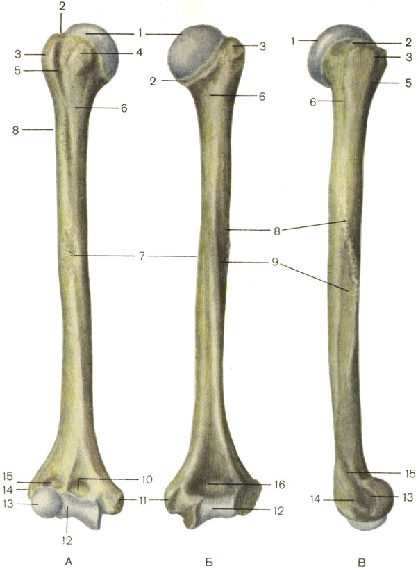  , .    ;    ;    ; 1     (caput humeri); 2    (collum anatomicum); 3    (tuberculum majus); 4    (tuberculum minus); 5    (sulcus intertubercularis); 6    (collum chirurgicum); 7     (corpus humeri); 8    (tuberositas deltoidea); 9     (sulcus n. radialis); 10    (fossa coronoidea); 11   (epicondylus medialis); 12     (trochlea humeri); 13      (capitulum humeri); 14    (epicondylus lateralis); 15    (fossa radialis); 16     (fossa olecrani) [1989       -    ]