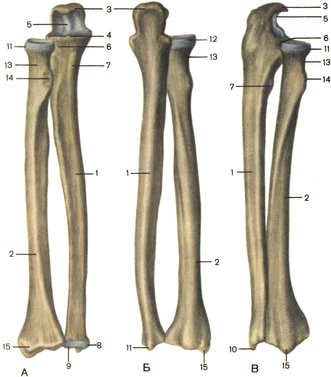  , .  -  ;  -  ;  -  ; 1 -    (corpus ulnae); 2 -    (corpus radii); 3 -   (olecranon); 4 -   (processus coronoideus); 5 -   (incisura trochlears); 6 -   (incisura radialis); 7 -    (tuberositas ulnae); 8 -    (caput ulnae); 9 -   (circumferentia articularis); 10 -   (processus styloideus); 11 -    (caput radii); 12 -   (circumferentia articularis); 13 -    (collum radii); 14 -    (tuberositas radii); 15 -   (processus styloideus) [1989       -    ]