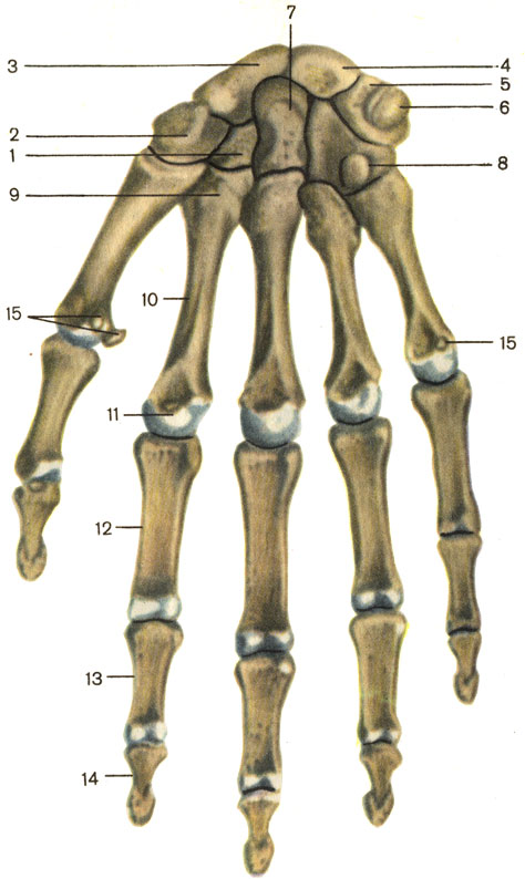  , ;  . 1    (os trapezoideum); 2  - (os trapezium); 3    (os scaphoideum); 4    (os linatum); 5    (os triquetrum); 6    (os pisiforme); 7    (os capitatum); 8    (os hamatum); 9     (basis metacarpalis); 10     (corpus metacarpalis); 11     (caput metacarpalis); 12    (phalanx proximalis); 13    (phalanx media); 14    (phalanx distalis); 15    (ossa sesamoidea) [1989       -    ]