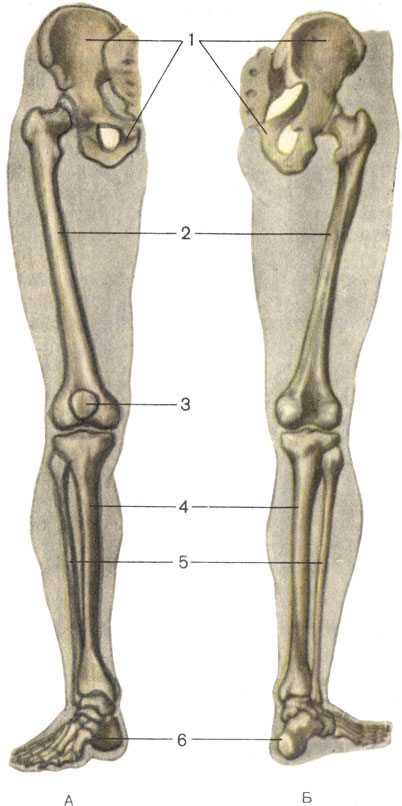   , .    ;    ; 1    (os coxae); 2    (femur); 3   (patella); 4    (tibia); 5    (fibula); 6    (ossa pedis) [1989       -    ]