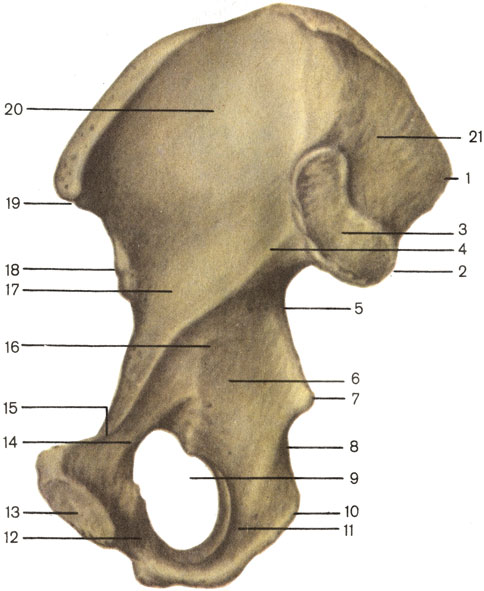  , ;  . 1      (spina iliaca posterior superior); 2      (spina iliaca posterior inferior); 3    (facies auricularis); 4    (linea arcuata); 5     (incisure ischiadica major); 6     (corpus ossis ischii); 7    (spina ischiadica); 8     (incisura ischiadica minor); 9    (foramen obturatum); 10    (tuber ischiadicum); 11     (ramus ossis ischii); 12      (ramus inferior ossis pubis); 13    (facies symphysialis); 14      (ramus superior ossis pubis); 15    (crista pubica); 16     (corpus ossis pubis); 17     (corpus ossis ilii); 18      (spina iliaca anterior inferior); 19      (spina iliaca anterior superior); 20    (fossa iliaca); 21    (tuberositas iliaca) [1989       -    ]