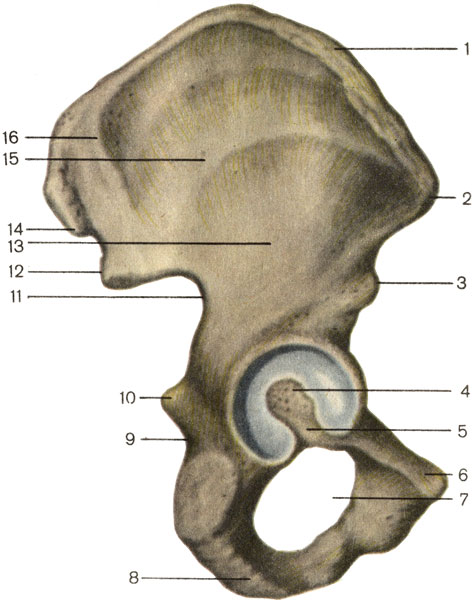  , ;  . 1    (crista iliaca); 2      (spina iliaca anterior superior); 3      (spina iliaca anterior inferior); 4    (acetabulum); 5     (incisura acetabuli); 6    (tuberculum pubicum); 7    (foramen obturatum); 8    (tuber ischiadicum); 9     (incisura ischiadica minor); 10    (spina ischiadica); 11     (incisura ischiadica major); 12      (spina iliaca posterior inferior); 13     (linea glutea inferior); 14      (spina iliaca posterior superior); 15     (linea glutea anterior); 16     (linea glutea posterior) [1989       -    ]