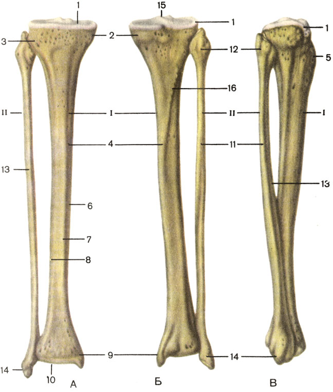  , .    ;    ;    ; I    (tibia); 1     (fades articularis superior); 2    (condylus medialis); 3    (condylus lateralis); 4     (corpus tibiae); 5     (tuberositas tibiae); 6    (margo medialis); 7    (margo anterior); 8    (margo interosseus); 9    (malleolus medialis); 10     (facies articularis inferior). II    (fibula): 11     (corpus fibulae); 12     (caput fibulae); 13    (margo anterior); 14    (malleolus lateralis); 15    (eminentia intercondylaris); 16     (linea m. solei) [1989       -    ]