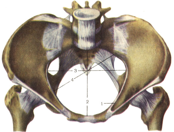  ;  . 1    (tinea terminalis); 2   ,    (diameter recta),  ; 3    (diameter transversa)  ; 4    (diameter obliqua)   [1989       -    ]