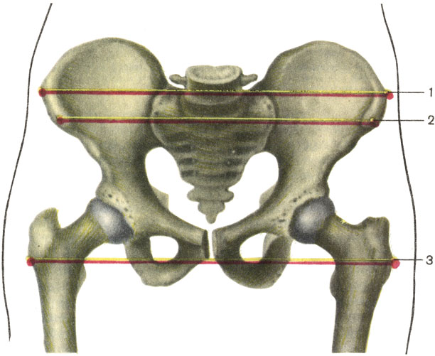    . 1    (distantia cristarum); 2    (distantia spinarum); 3    (distantia trochanterica) [1989       -    ]