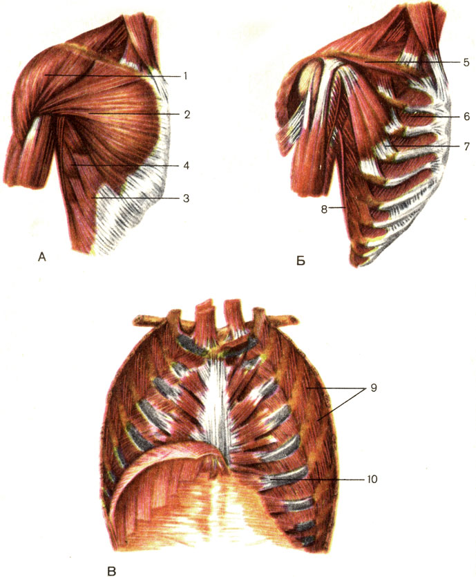   ( -  .  -    .  -    ). 1 -   (m. deltoideus); 2 -    (m. pectoralis major); 3 -     (m. obliquus externus abdominis); 4 -    (m. serratus anterior); 5 -   (m. subclavius); 6 -    (mm. intercostales interni); 7 -    (m. pectoralis minor); 8 -    (m. latissimus dorsi); 9 -    (mm. intercostales externi); 10 -    (m. transversus thoracis) [1989       -    ]