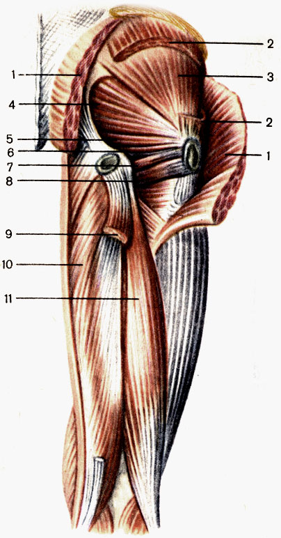    , ;  . 1 -    (m. gluteus maximus); 2 -    (m. gluteus medius); 3 -    (m. gluteus minimus); 4 -   (m. piriformis); 5 -    (m. gemellus superior); 6 -    (m. obturator internus); 7 -    (m. gemellus inferior); 8 -    (m. quadratus femoris); 9 -   (m. semitendinosus, ); 10 -   (m. semimembranosus); 11 -    (m. biceps femoris) [1989       -    ]