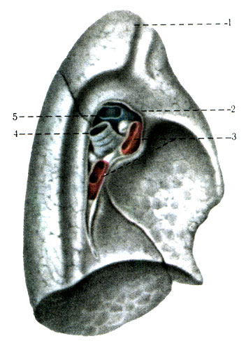      . 1 -   (apex pulmonis); 2 -        ; 3 -   (. pulmonales); 4 -   (bronchus principalis); 5 -   (v. pulmonalis) [1978    -    I]