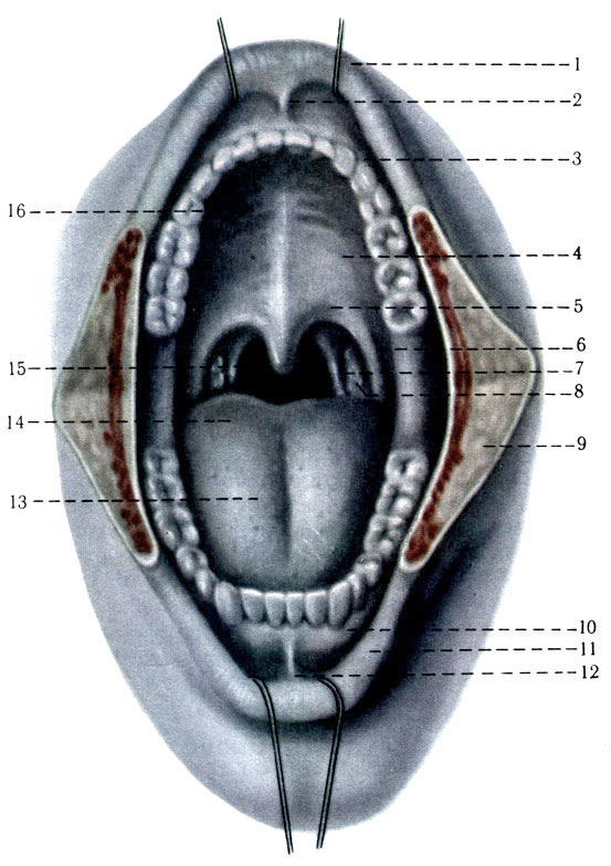  . 1 -   (labium superius); 2 -    (frenulum labii superioris); 3 -   (arcus den talis superior); 4 -   (palatum durum); 5 -   (palatum molle); 6 - -  (arcus glossopalatinus); 7 - -  (arcus pharyngopalatinus); 8 -   (tonsilla palatina); 9 -   ; 10 -  (gingiva); 11 -   (labium inferius); 12 -    (frenulum labii inferioris); 13 -    (sulcus medianus linguae); 14 -   (dorsum linguae); 15 -  (isthmus faucium); 16 -   (plicae palatinae transversae) [1978    -  .  1]