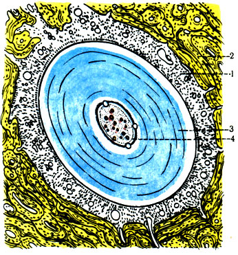   . 1 - ; 2 - ; 3 - ; 4 -  [1978    -  .  1]